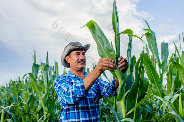 资深<strong>农民</strong>对玉米进行质量检查和质量控制