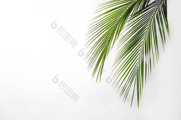 成群的绿叶奇异的椰<strong>枣树</strong>，在白色的背景上被隔离。具有明显纹理的热带植物叶子。无污染符号。关闭，复制空间.