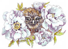用记号和水彩画出一只褐色斑点猫头鹰，从一束白色和紫色牡丹花束中窥探出来。被白色背景隔离.