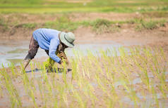 农民们正在稻田里种植水稻.