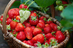 新鲜成熟的草莓在篮子里