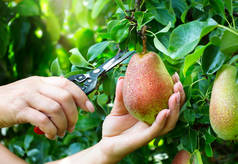 一个农民在果园的树上采摘成熟的梨