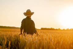 农民在田里收割干枯.背景模糊的金色麦田.从他后面看黄褐色.