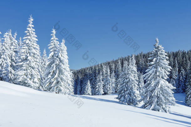 冬天的<strong>风景</strong>自然景观与美丽的天空。在被雪覆盖的草坪上，美丽的树木正站在被<strong>雪花</strong>覆盖的草地上。Carpathian旅游胜地，乌克兰，欧洲.