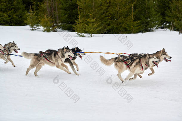 在雪橇上跑步的哈士奇犬赛狗.冬季狗类运动雪橇团体赛.西伯利亚哈士奇犬，系着安全带，拉着滑雪板或雪橇与麝香。在多雪的越野径道上积极奔跑