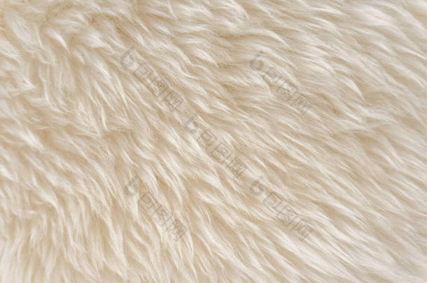 动物白色羊毛质感，米色绒毛背景，<strong>浅色自然</strong>毛，特写