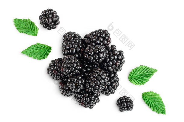 黑莓被隔离在白色的背景特写中。收割路径和全场深度。顶部视图。平躺在床上