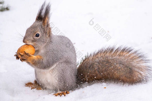松鼠在冬天与坚果一<strong>起坐</strong>在白雪上.欧亚红松鼠，粗俗的科学家。复制空间背景