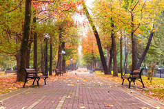 秋天公园小巷走道,木制长椅在五彩斑斓的叶下,映入眼帘.秋天的时候，公园里有金黄色的树叶和树木。美丽的秋天森林，美丽的自然景观.