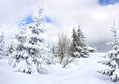 雪地冷杉林冬季景观.