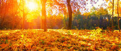 秋天的风景，树上有阳光