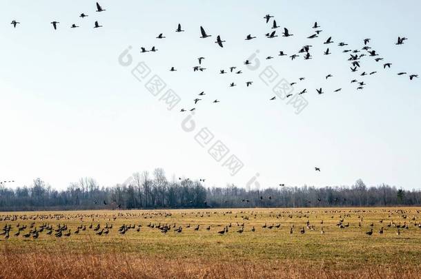 大批<strong>候鸟</strong>飞越爱沙尼亚的一个田野