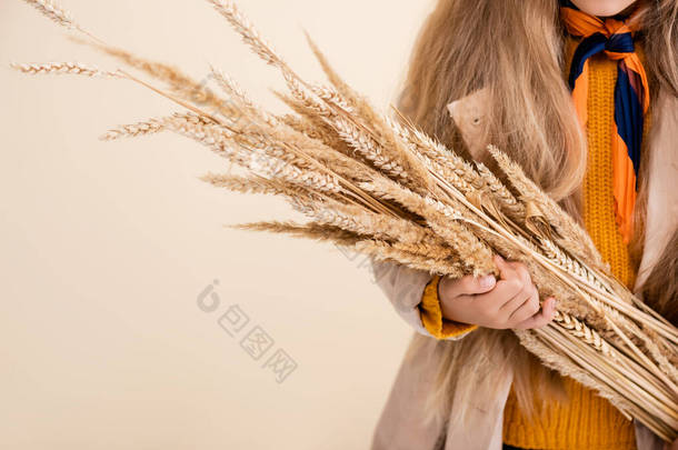 穿着秋装的金发美女拿着米黄色的麦穗的剪影