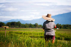 亚洲农民在稻田里移植水稻幼苗，农民在雨季种植水稻