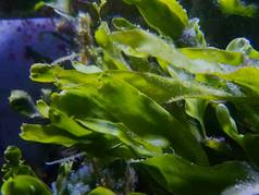 咸水珊瑚礁水族箱补给系统中的Caulerpa增殖