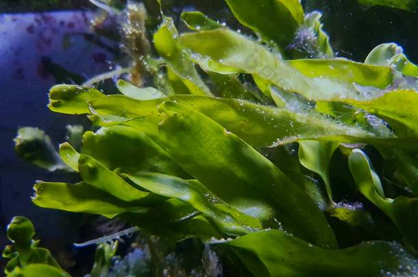 咸水珊瑚礁水族箱补给系统中的Caulerpa增殖