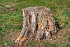 一棵生长在草地上的干枯的树干，自然遭到破坏.