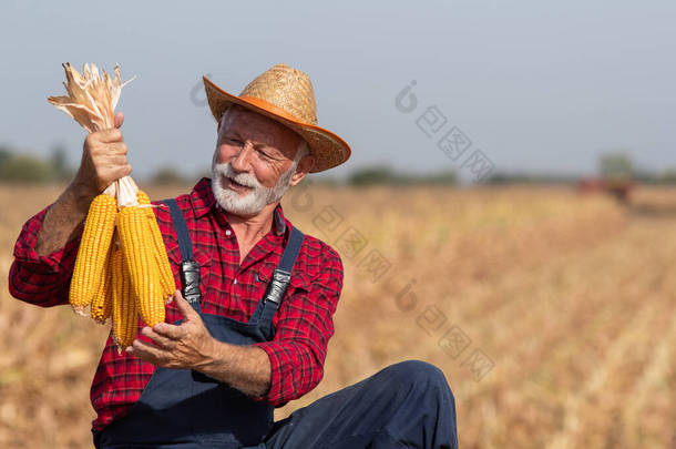 秋初收获季节，头戴稻草帽的老农民在玉米地里顶着玉米芯