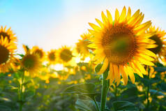 向日葵-开满黄色花朵的明亮田野，夕阳西下美丽的夏季风景