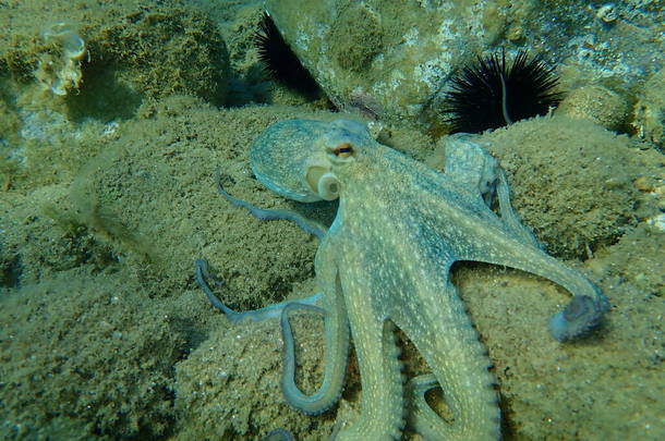 普通章鱼(octopus vulgaris)狩猎，爱琴海，希腊，Halkidiki