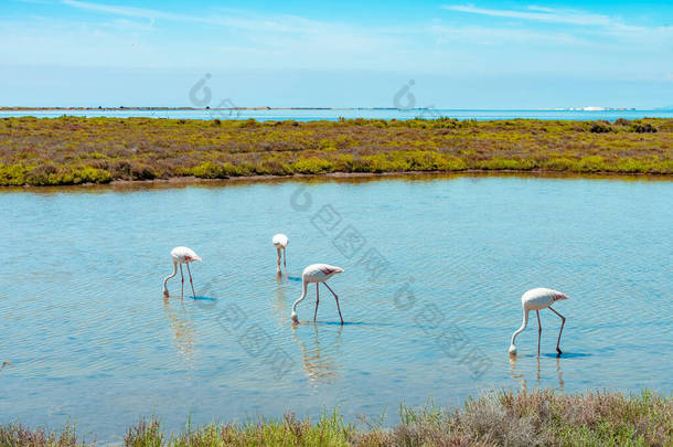 海湾里的火烈鸟<strong>湿地</strong>放松背景。西班牙埃伯德尔塔美丽的五彩斑斓的风景.度假探险。草，泻湖和鸟类。<strong>世界</strong>上独特的动物.
