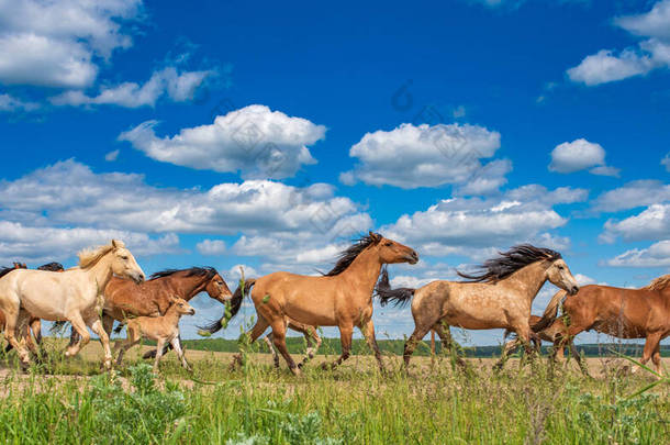 一群马在蓝天和美丽的云彩下沿着大路<strong>奔向</strong>牧场.