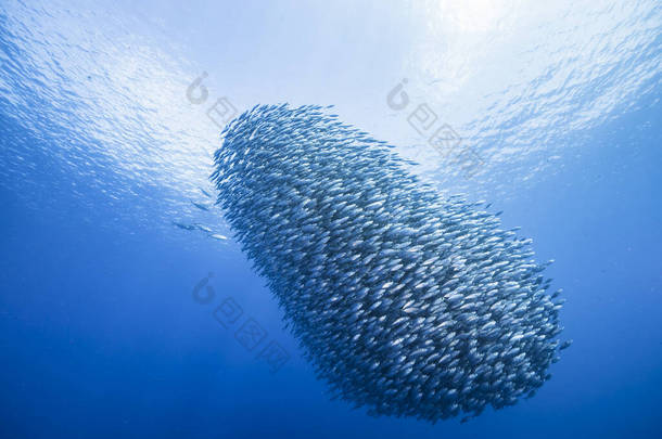 蓝鳍金枪鱼在加勒比海/库拉索岛珊瑚礁绿松石水中的鱼饵球/鱼群