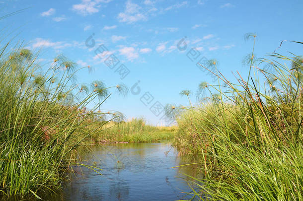 奥卡万戈三角洲（Okavango delta），主要生长于水的植物，主要是柏树（Cyperus papyrus） 。来自非洲博茨瓦纳莫科罗的一艘船上，由一名当地<strong>导游</strong>驾驶，用一根长长的木制桅杆划桨.