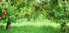 在模糊的背景下，枝头上有红色成熟的苹果