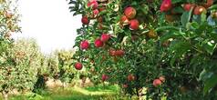 果园里的苹果树，红色的苹果随时准备收割