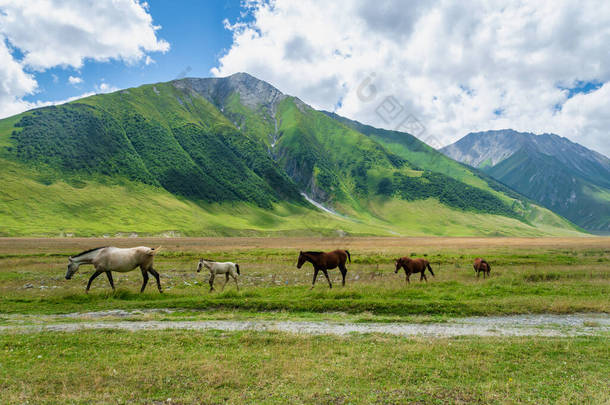 绿色牧场上的马和山地景观- -佐治亚州卡兹贝吉的特鲁索山谷和峡谷风景远足/远足路线。特鲁索山谷是一条靠近北奥塞梯的风景秀丽的远足路线.