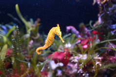 虎鼻海马（英语：Tiger snout seahorse）-西澳大利亚州的海马（Hippocampus sublengatus），在西澳大利亚宁洛奥礁的水下游泳.