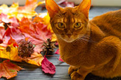 深蓝色的猫橙色坐在窗台上，秋天落下来的黄叶.