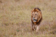 肯尼亚Masai Mara野生动物保护区平原上的雄狮