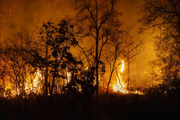 森林火灾是人类引起的火灾。