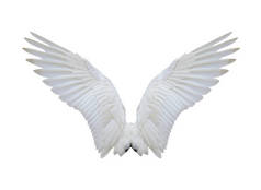 白天鹅展开的翅膀，在白色的背景上隔离，有切割路.