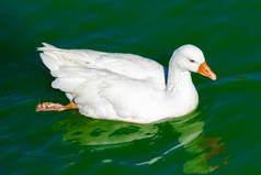 黄鸭平静的湖面上的一只白鸭，日落时有绿水