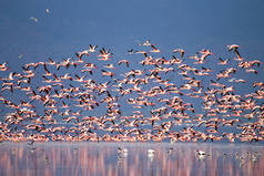 坦桑尼亚马尼亚拉湖的一群粉色火烈鸟。非洲旅行i