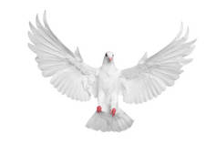 白色的鸽子在白色的背景上孤立地飞翔