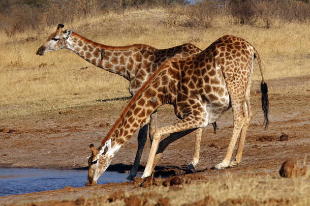 长颈鹿、南非长颈鹿或长颈鹿角（长颈鹿）在水坑中饮水。两只长颈鹿在一个水坑里喝水.