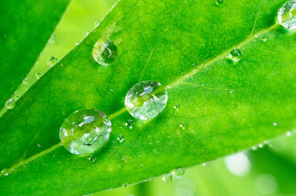 落在<strong>绿叶</strong>上。一滴水中的反思。宏观照片。大滴的露珠<strong>绿叶</strong>上的雨滴。水滴.