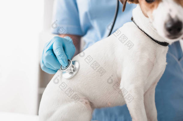 兽医戴着蓝色乳胶手套，手持听诊器，同时检查杰克 · 鲁塞尔犬的剪影