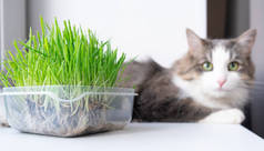 可爱的猫吃着健康的草.