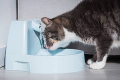 家猫从饮水机喝水.猫的水泉我渴死了猫的脱水.