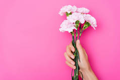 粉红背景、手指甲和康乃馨花的雌性手的顶部视图