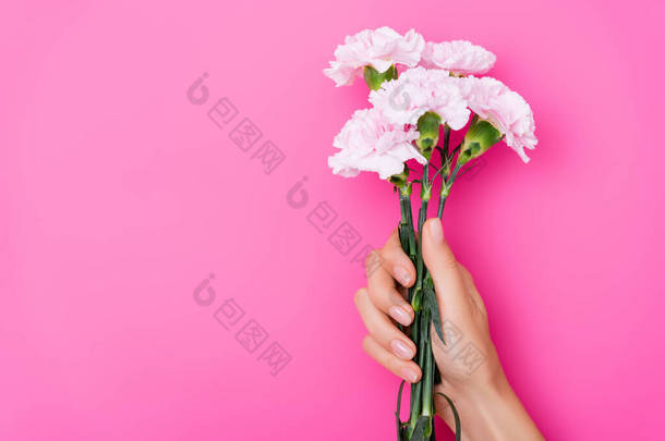 粉红背景、手指甲和康乃馨花的雌性手的顶部视图