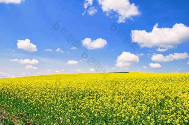 农业，五彩斑斓的草地，油菜籽和小麦，开花的油菜花，鲜艳的黄色.