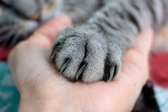 可爱的毛茸茸的猫爪在手上。和宠物的友谊灰色条纹猫。爪子用爪子。动物福利