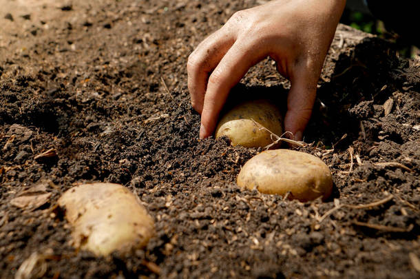 女农民在肥沃的花园土壤中<strong>种植有机</strong>土豆并覆盖在地面上的遮挡物。<strong>种植有机</strong>蔬菜的概念.