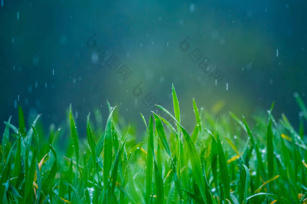 春天<strong>湿透</strong>了的草地。一片绿地的乡村风景.草上的水滴发出尖叫声.春天的青草遮掩.
